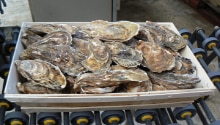 3D camera Ranger grading 70,000 oysters per hour