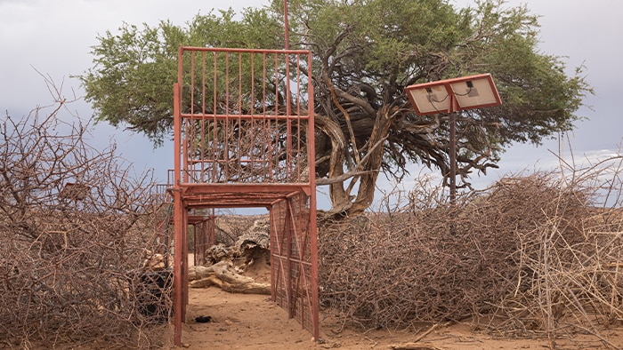 One of the eight cage traps, used to catch the cheetahs.