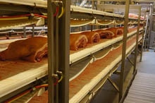 Inox photoelectric sensors in the meat-processing industry