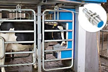 BouMatic milking robots with sensors from SICK: the cows can decide for themselves when they want to be milked