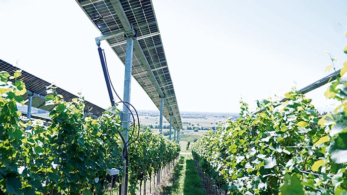 Mit Agrivoltaik-Anlagen auf Weinbergen, Weiden und Plantagen wird regenerativ erzeugter Strom gewonnen.