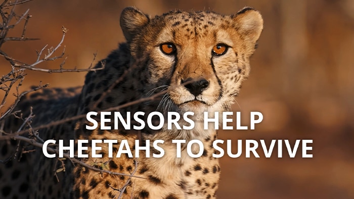 VIDEO: Sensors help cheetahs to survive