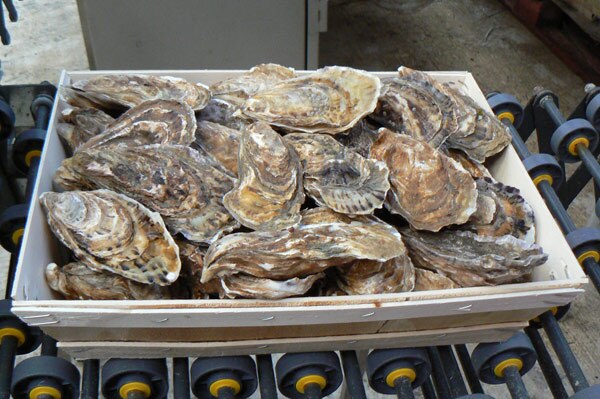 Oyster grading with 3D-camera SICK Ranger